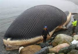 گیل خبر - اخبار گیلان و رشت - نهنگ 10 تنی در بندر دیر به گل نشست