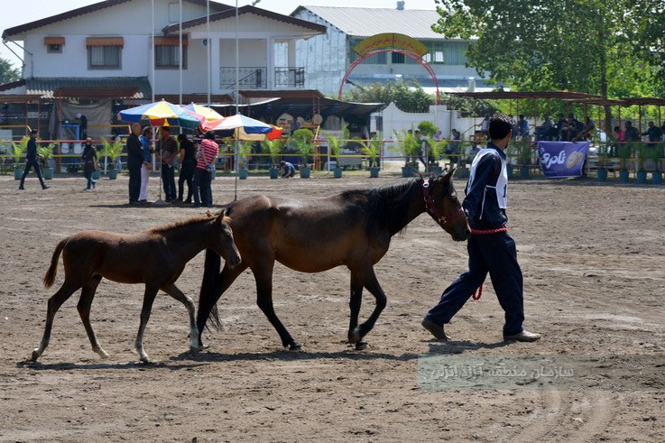 گزارش تصویری چهارمین همایش بین المللی اسب کاسپین در منطقه آزاد انزلی