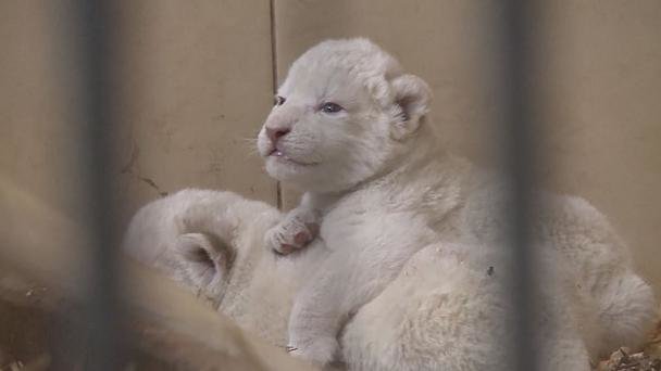تولد ۴ توله شیر سفید در باغ وحش لهستان