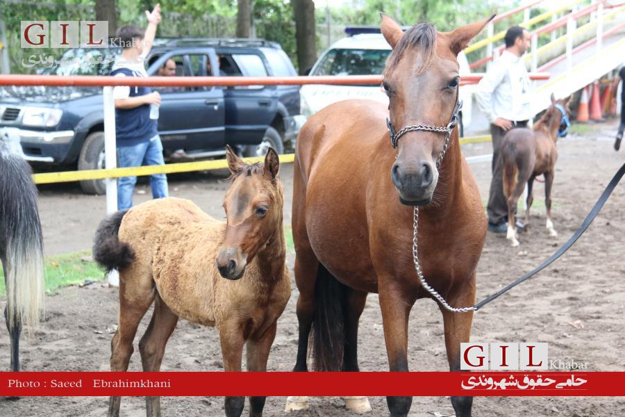 اختصاصی/گزارش تصویری پانزدهمین جشنواره ملی زیبایی اسب کاسپین در منطقه آزاد انزلی