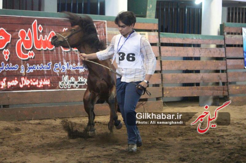 شانزدهمین جشنواره ملی اسب کاسپین در باشگاه سوارکاری تک تاز منطقه آزاد انزلی
