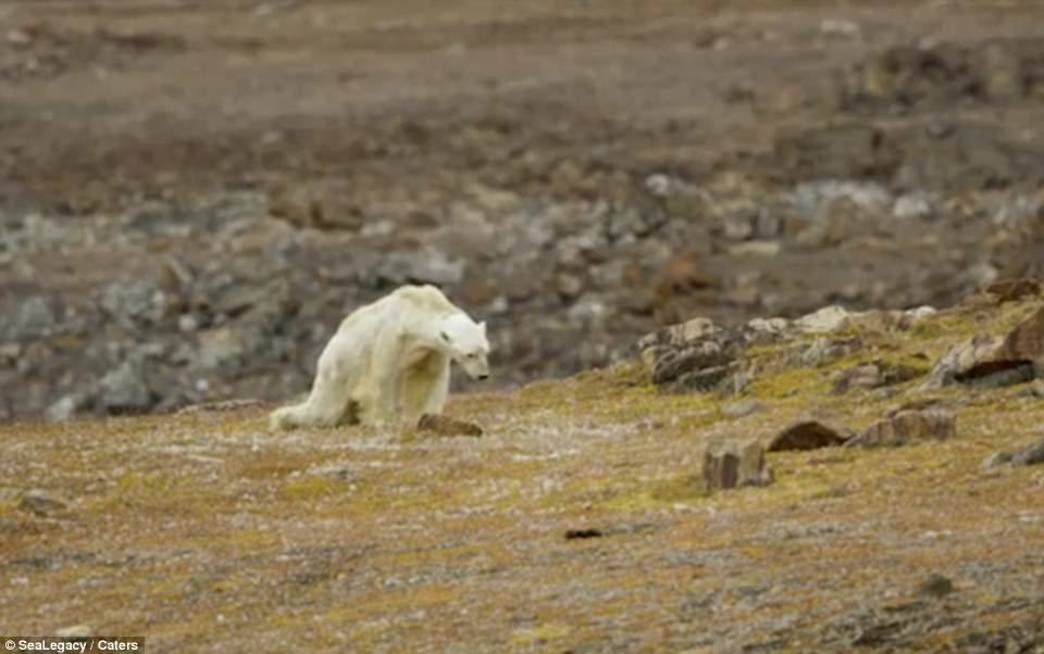 تصاویر خرس قطبی که جهان را شوکه کرد