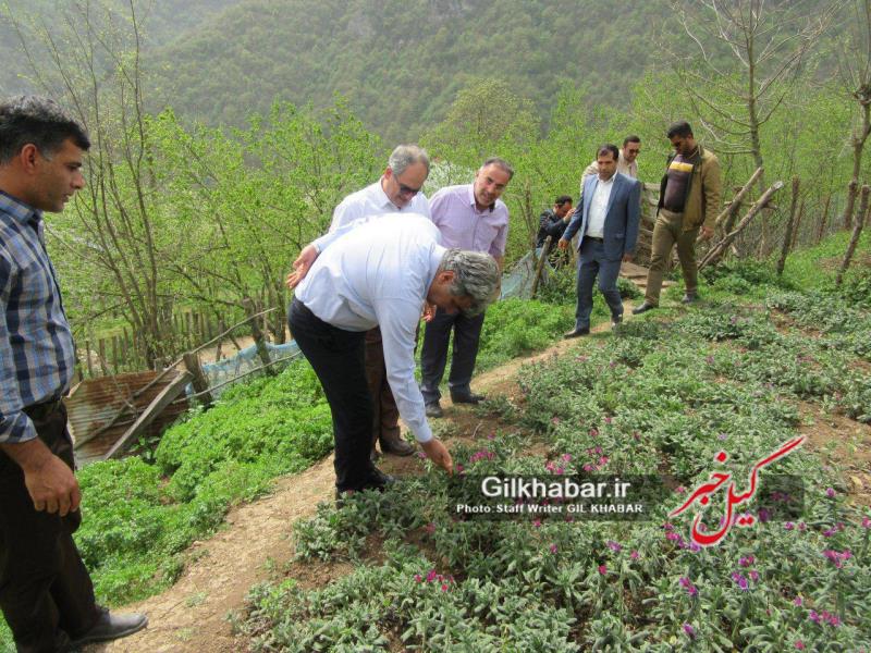 گیل خبر - اخبار گیلان - آغاز برداشت گل گاوزبان در اشکورات رحیم اباد