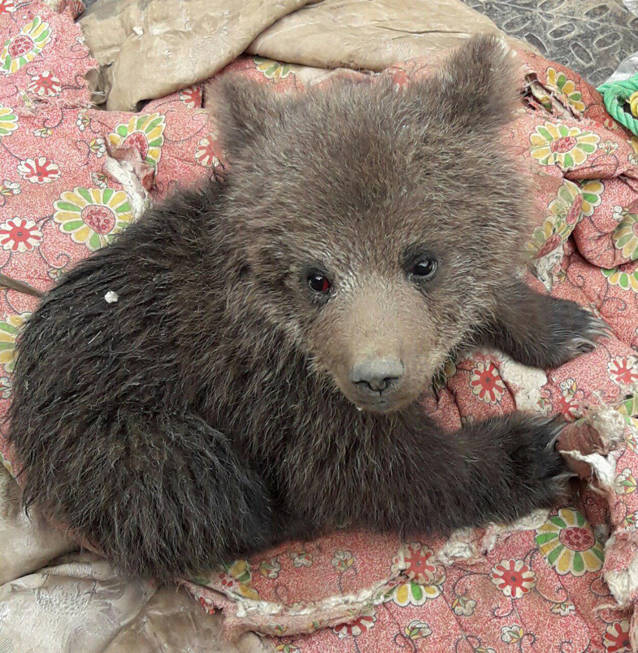 تحویل یک قلاده توله خرس به اداره محیط زیست شفت