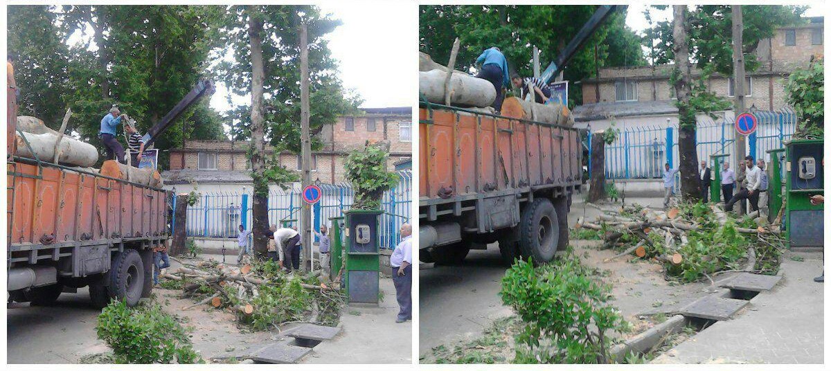 قطع عام درختان سیاهکل توسط شهرداری
