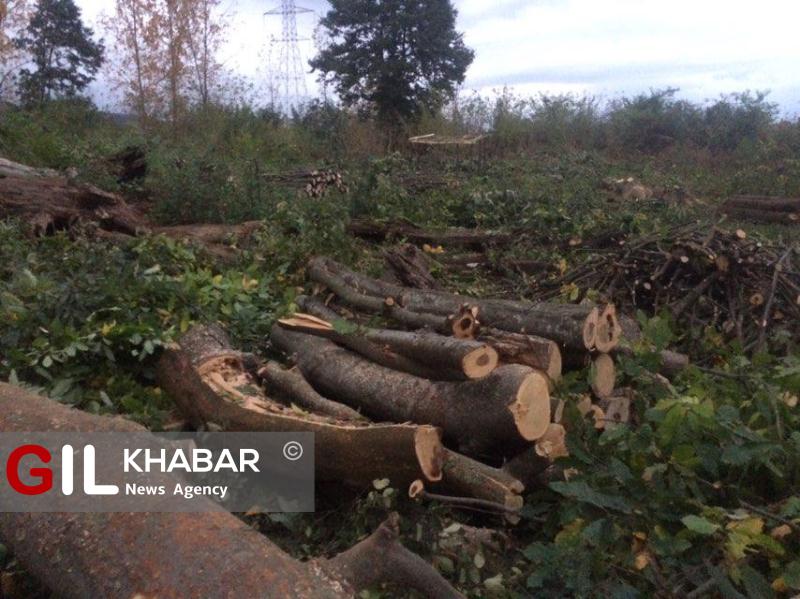 مجوز قطع درختان هزار ساله توسط منابع طبیعی گیلان+تصاویر و اسناد