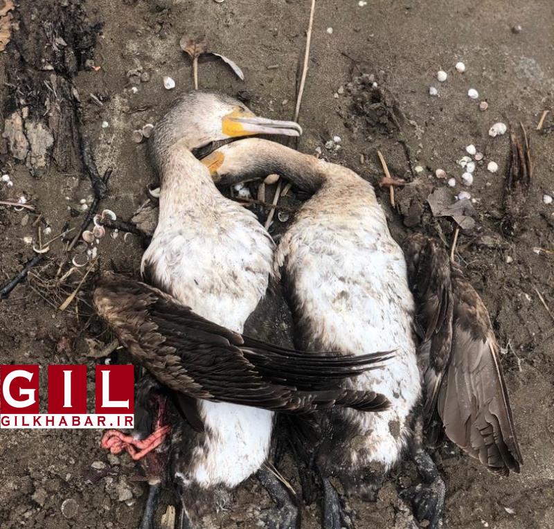 تکرار تراژدی مرگ پرندگان ماهی خوار در گیلان +تصاویر