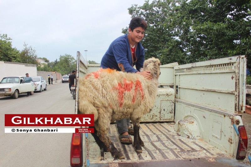  گزارش تصویری فروش گوسفند به مناسبت عید قربان در تالش 