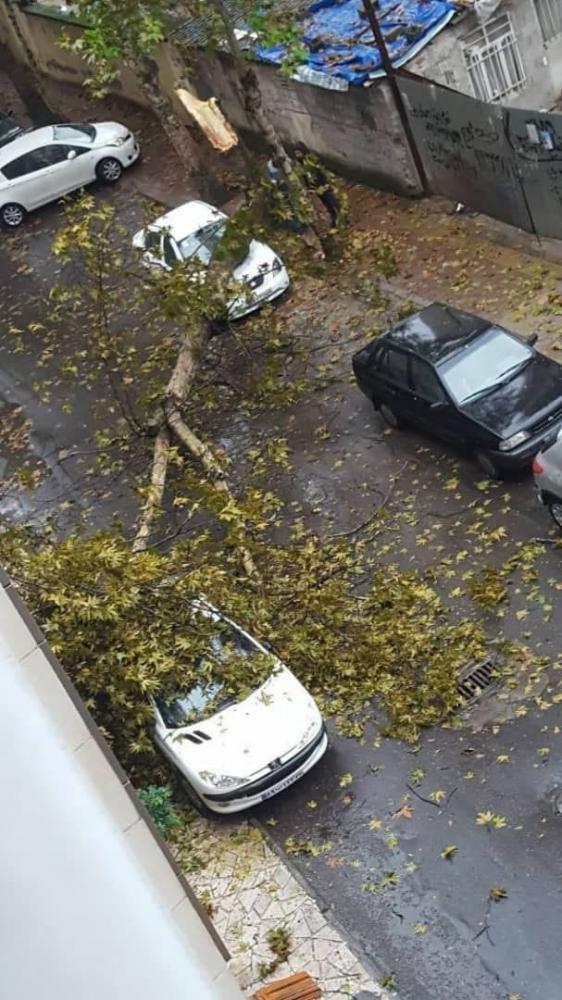گیل خبر - اخبار گیلان و رشت - سقوط درخت در خیابان ۱۰۴ گلسار رشت
