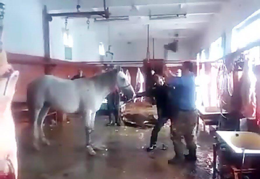 بازداشت عامل ذبح و توزیع گوشت الاغ و اسب در تهران / ۵۰۰ کیلو گوشت غیرمجاز معدوم  شد+ تصاویر