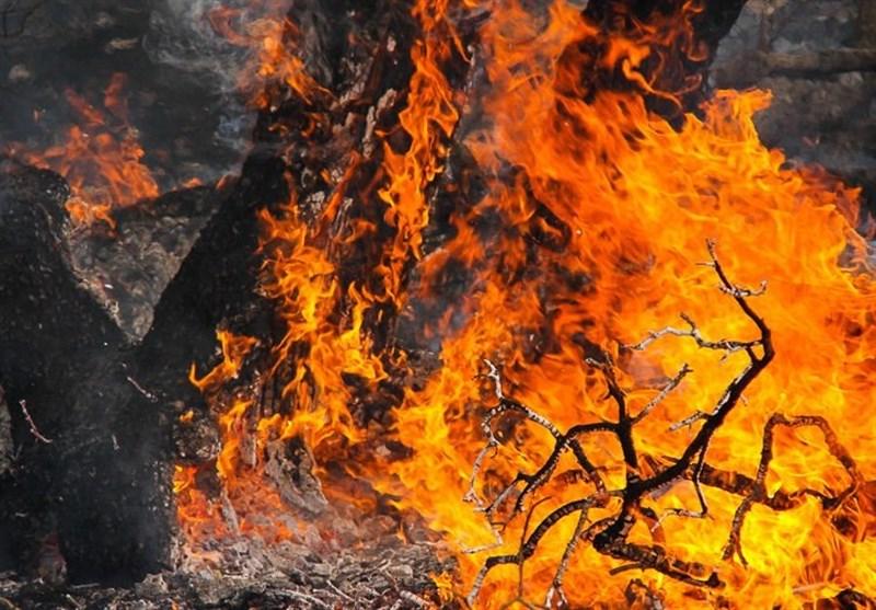 ۹۵درصد آتش سوزی جنگل های گیلان عامل انسانی دارد