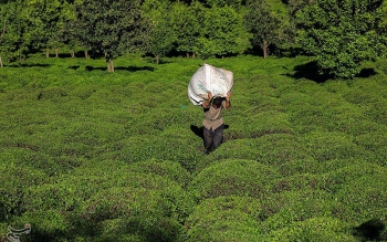 تصاویری از برداشت چای بهاره در گیلان